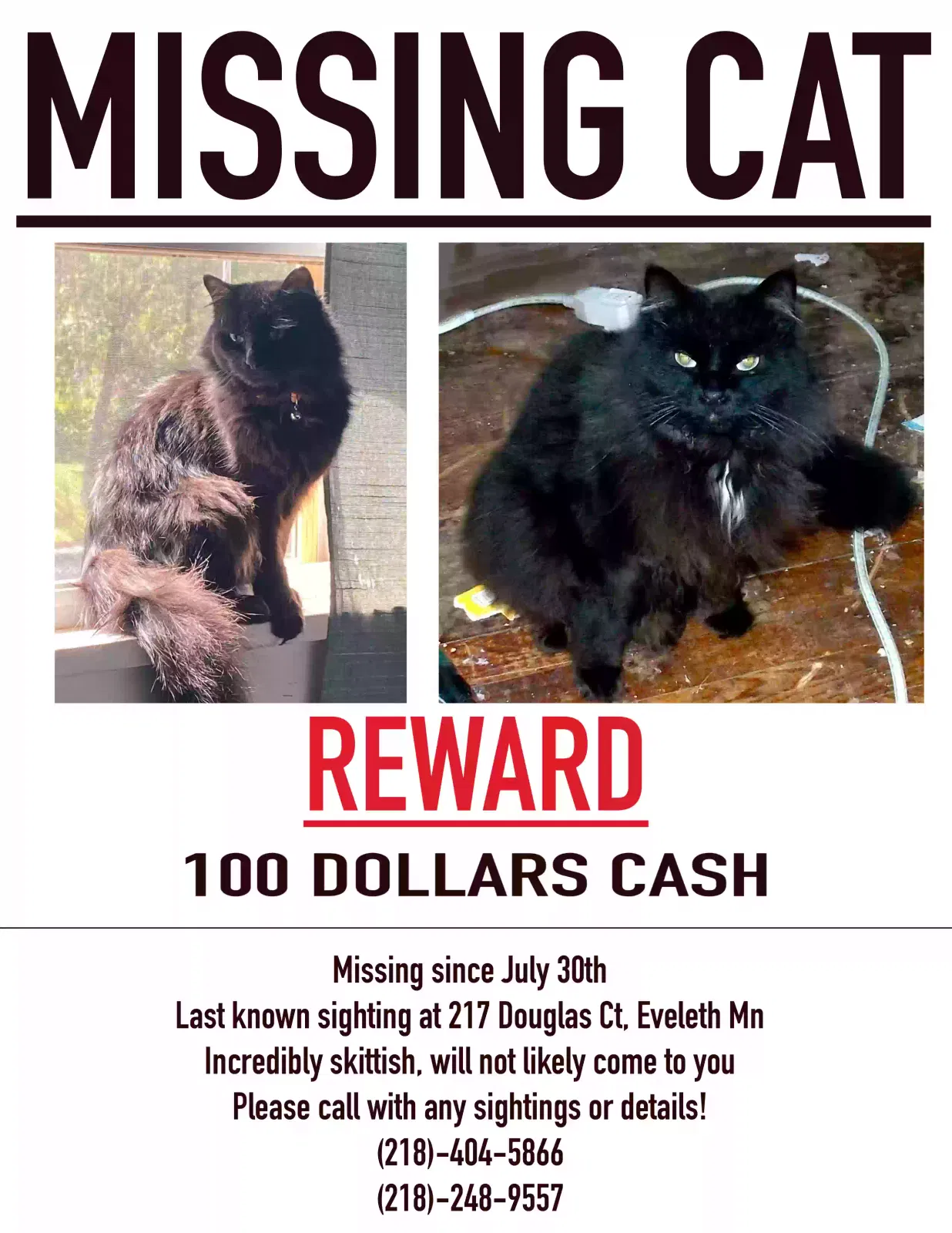 Lost cat in Eveleth, MN, 55734