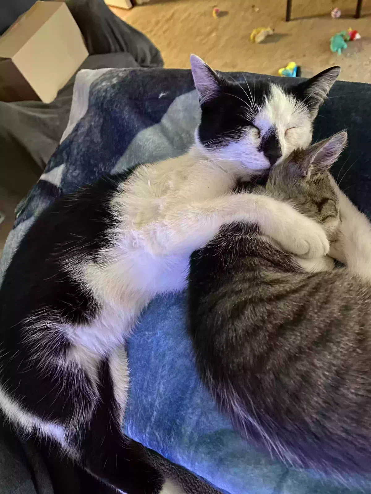 Lost cat in Lexington, TN, 38351