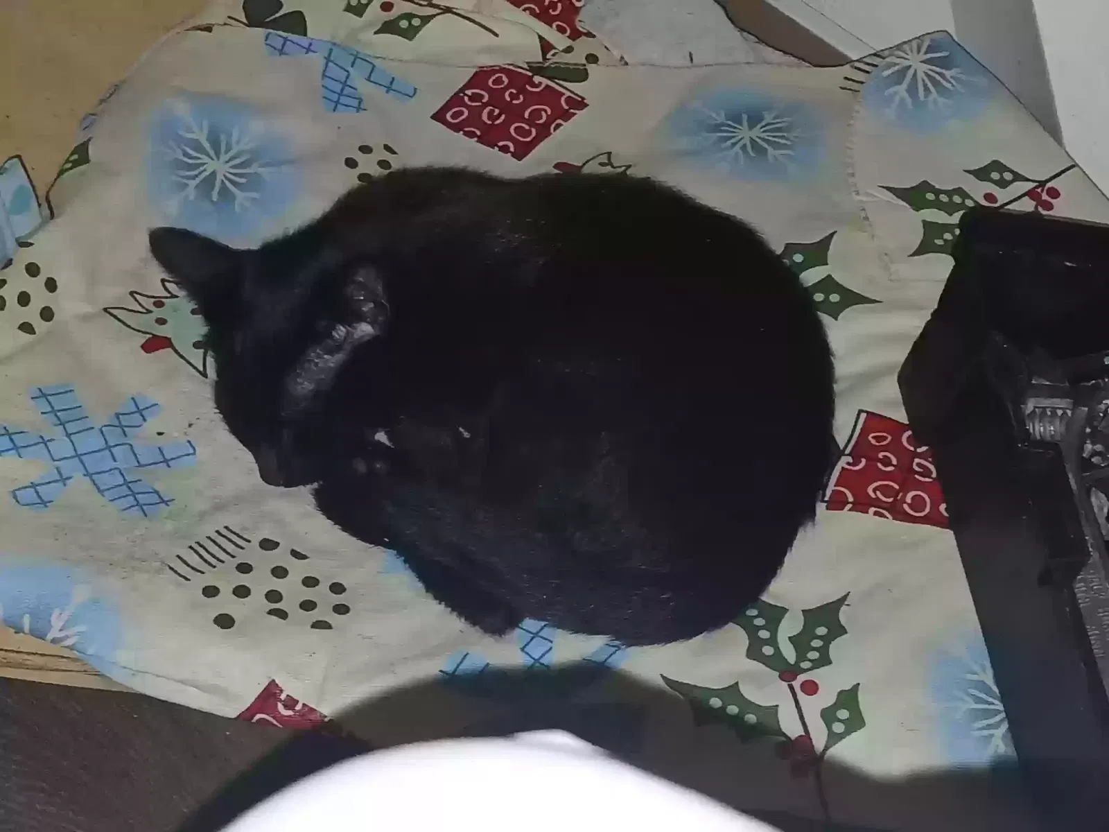 Found cat in San Jose, CA, 95127
