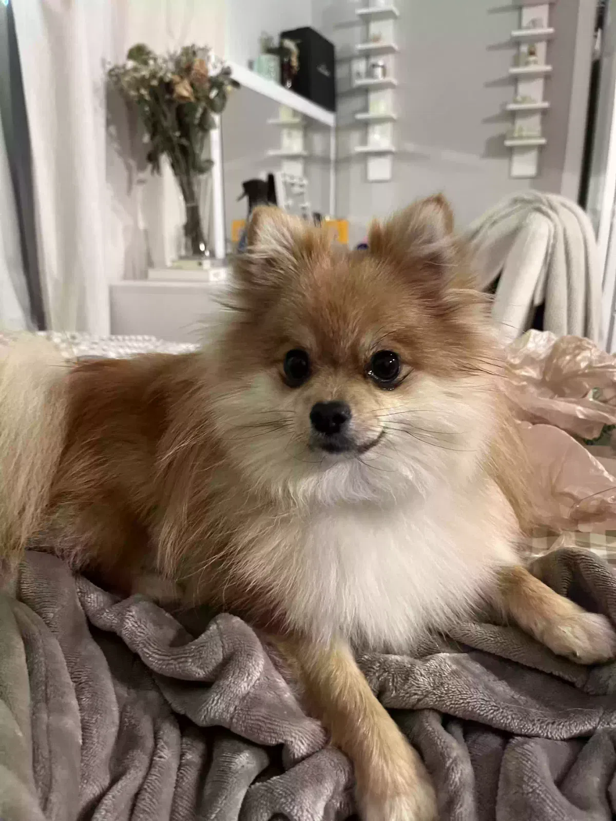 Lost dog in Tacoma, WA, 98409