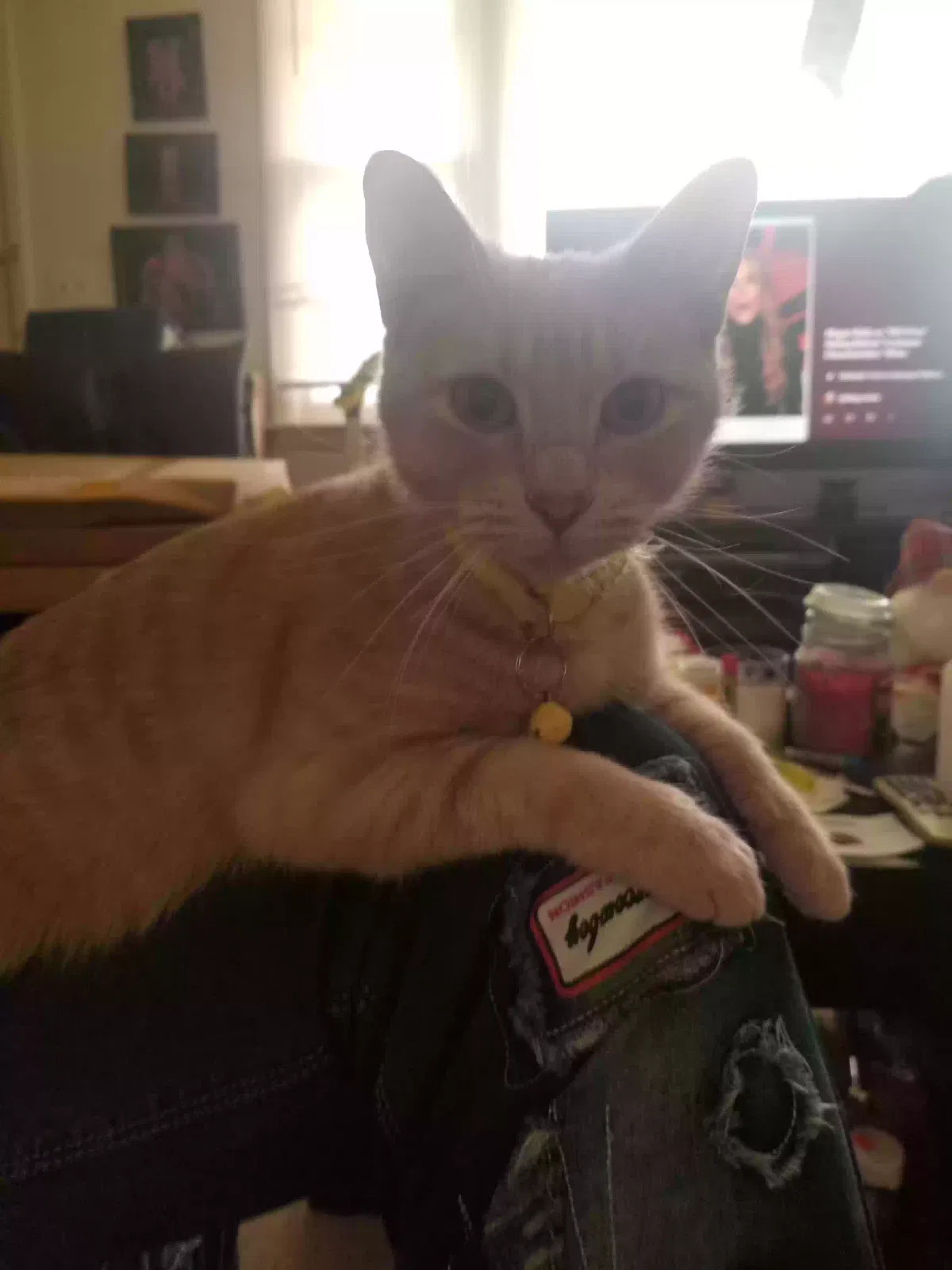 Lost cat in Nashville, TN, 37214