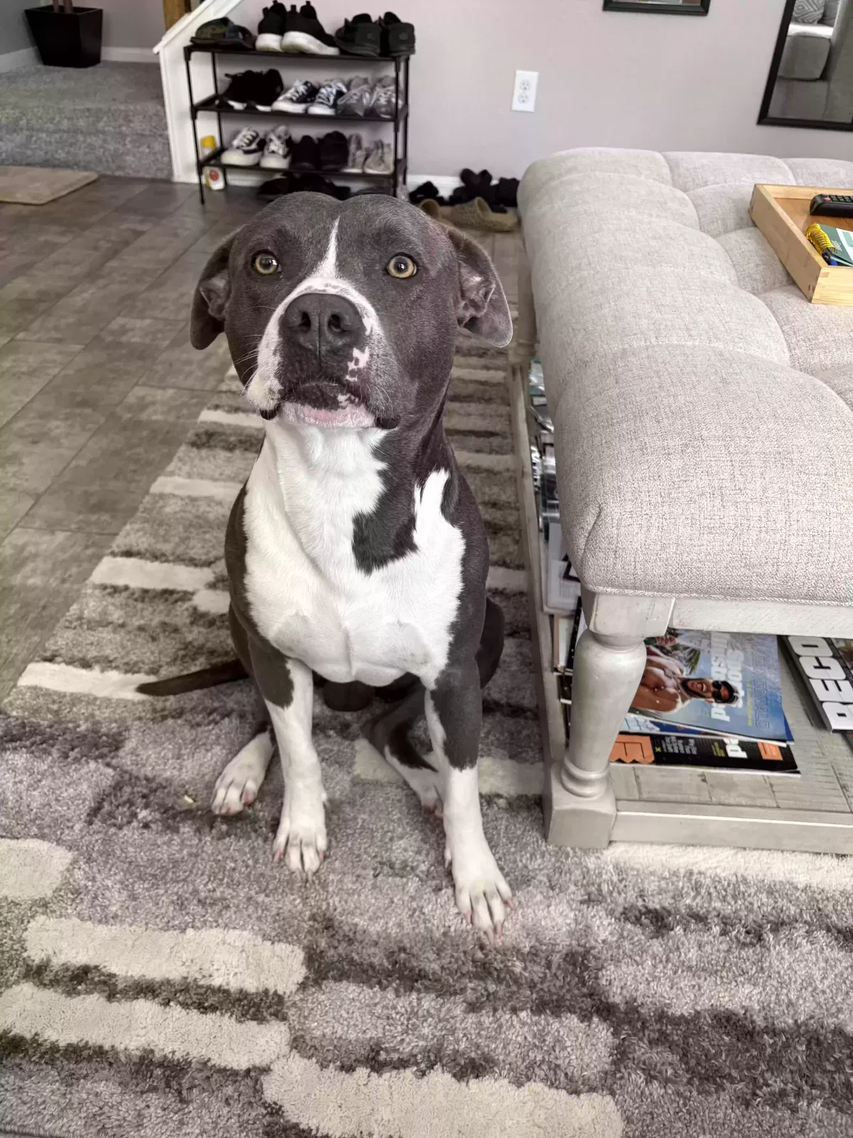Lost dog in Spring, TX, 77373