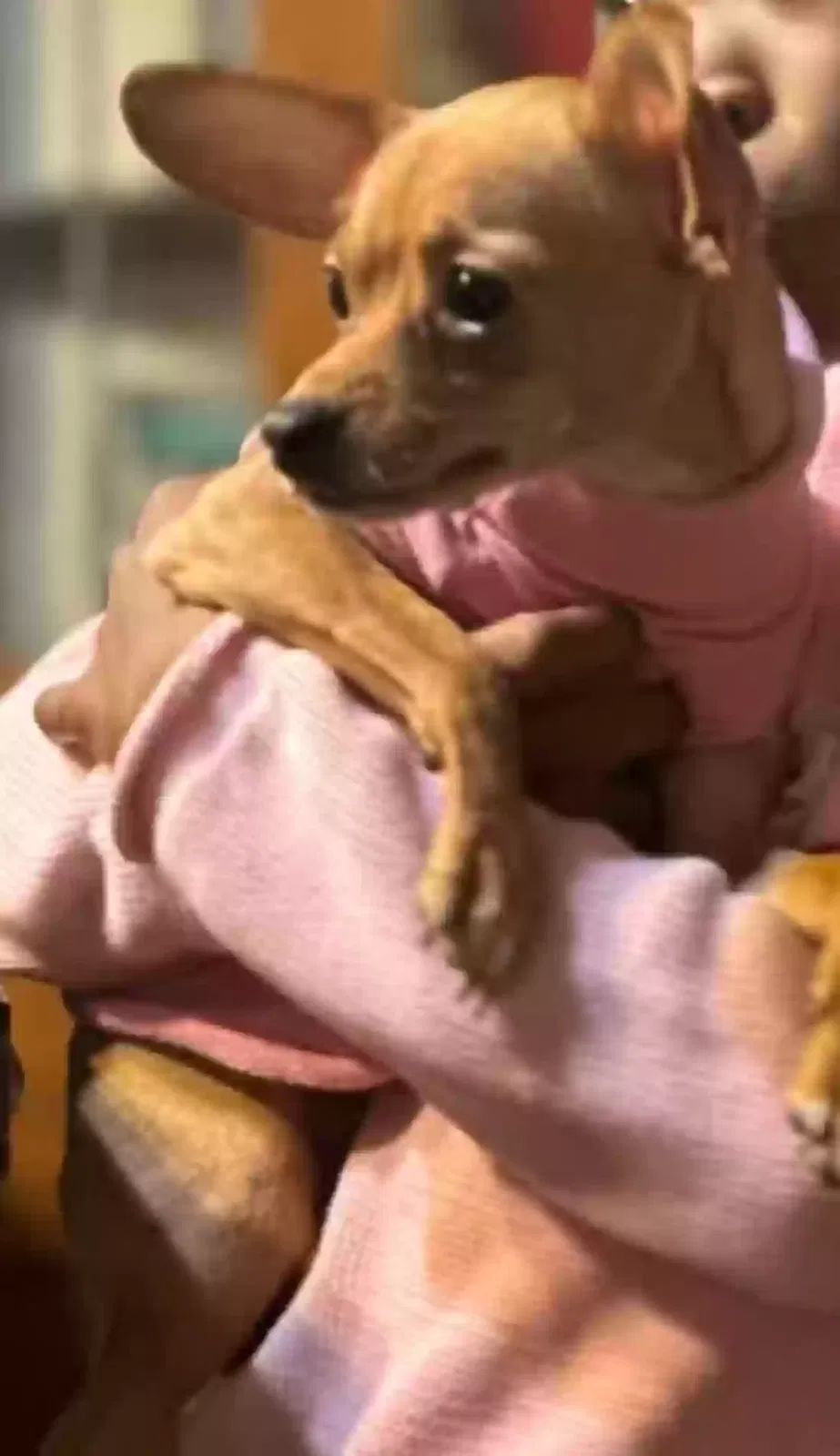 Lost dog in Milwaukee, WI, 53216