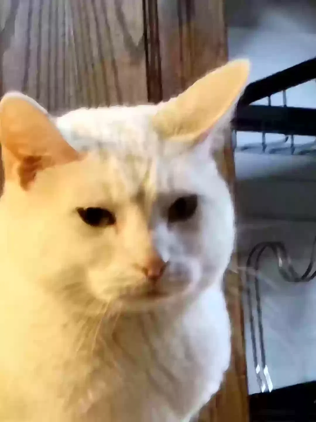 Lost cat in Edinburg, TX, 78542