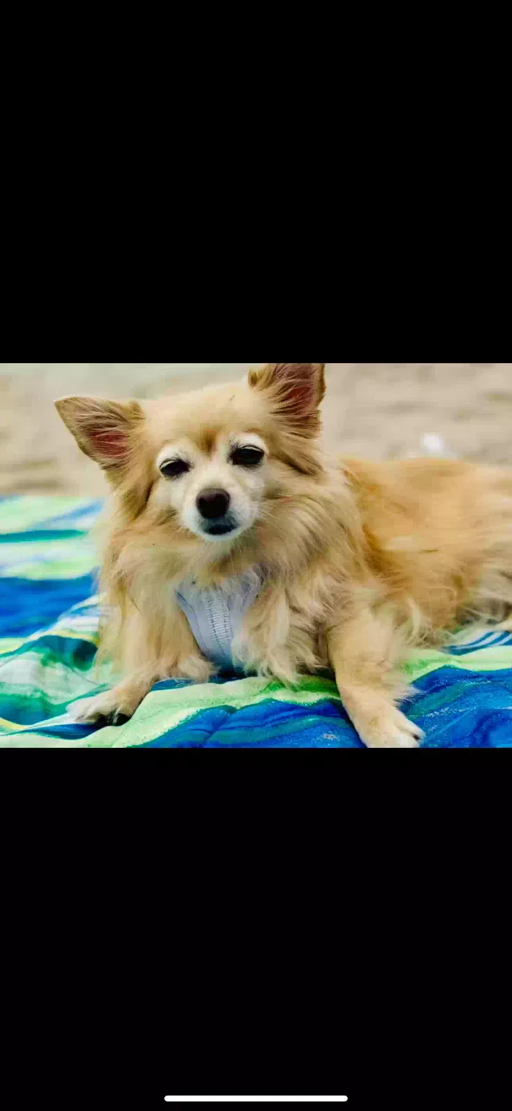 Lost dog in Sacramento, CA, 95826