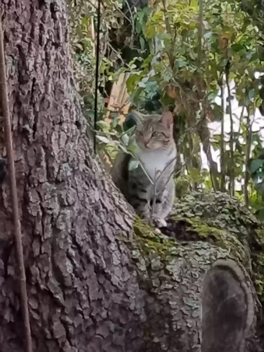 Lost cat in Fort Lauderdale, FL, 33312