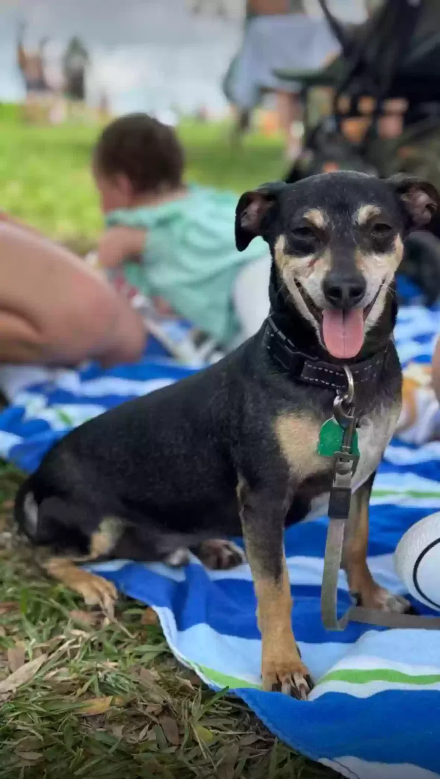 Missing Dog