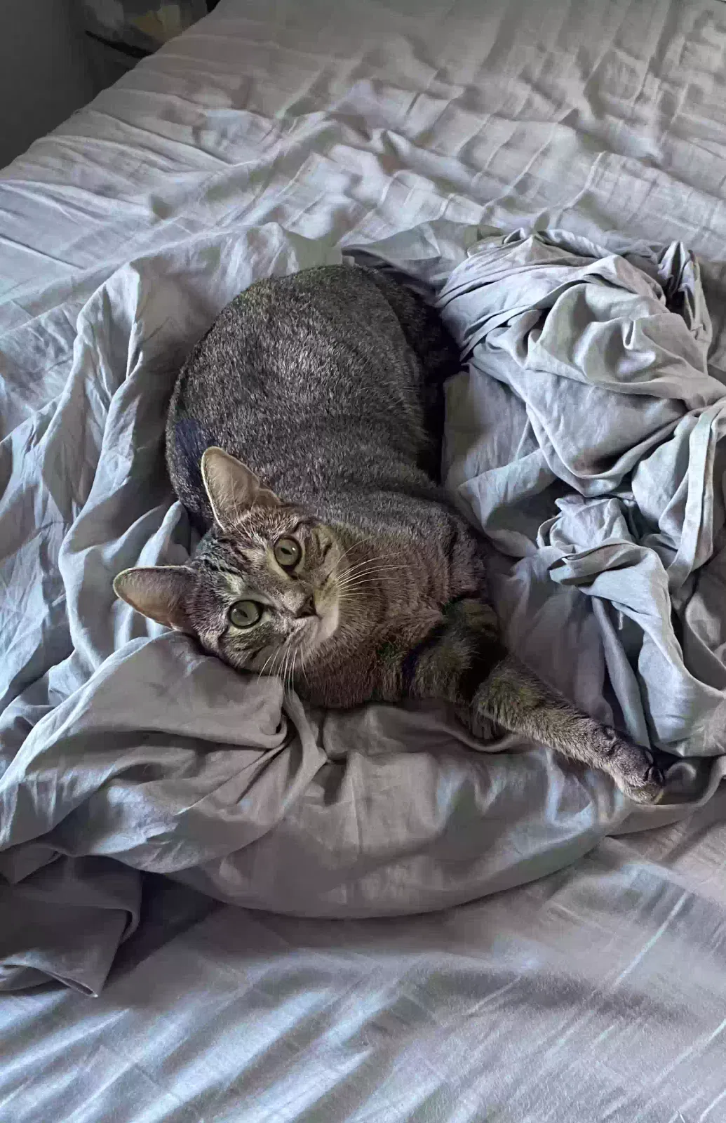 Lost cat in Whitestone, NY, 11357