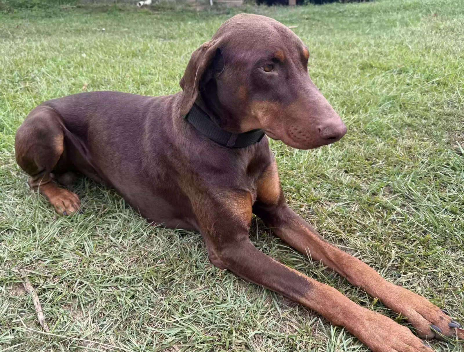 Lost dog in Clanton, AL, 35046