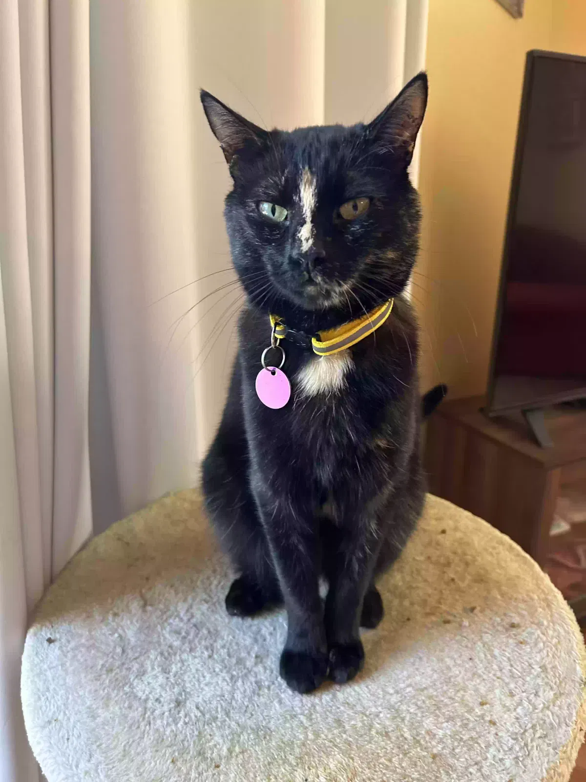 Lost cat in Pleasant Hill, CA, 94523