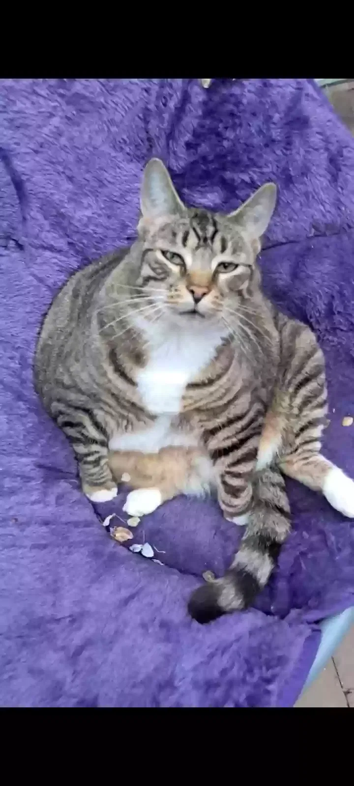 Lost cat in Verona, PA, 15147