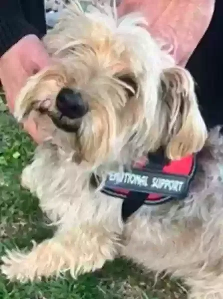 Lost dog in Colorado Springs, CO, 80910