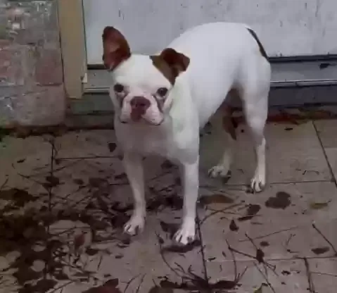 Lost dog in Spring, TX, 77373