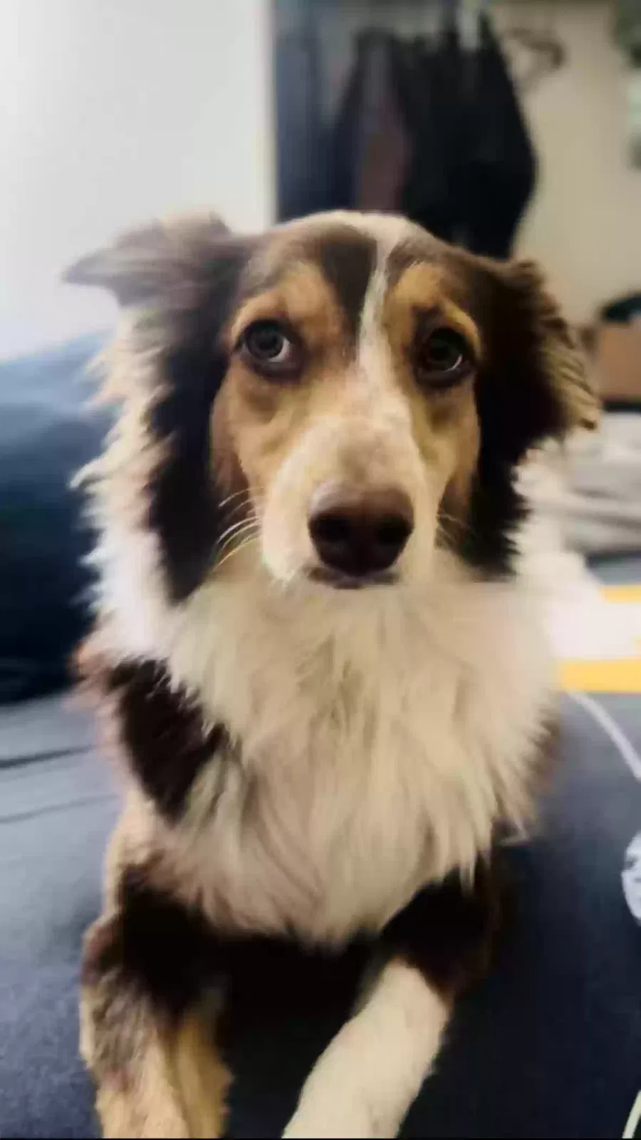 Lost dog in Moreno Valley, CA, 92557