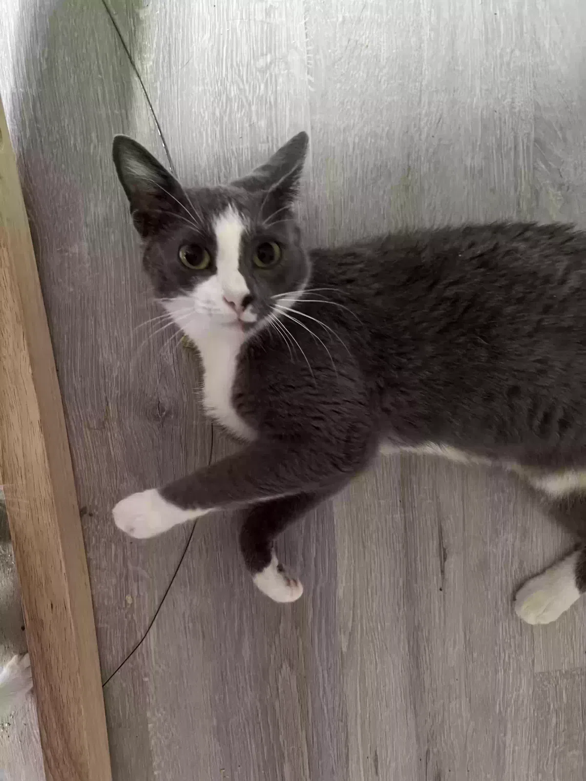 Lost cat in Gastonia, NC, 28054