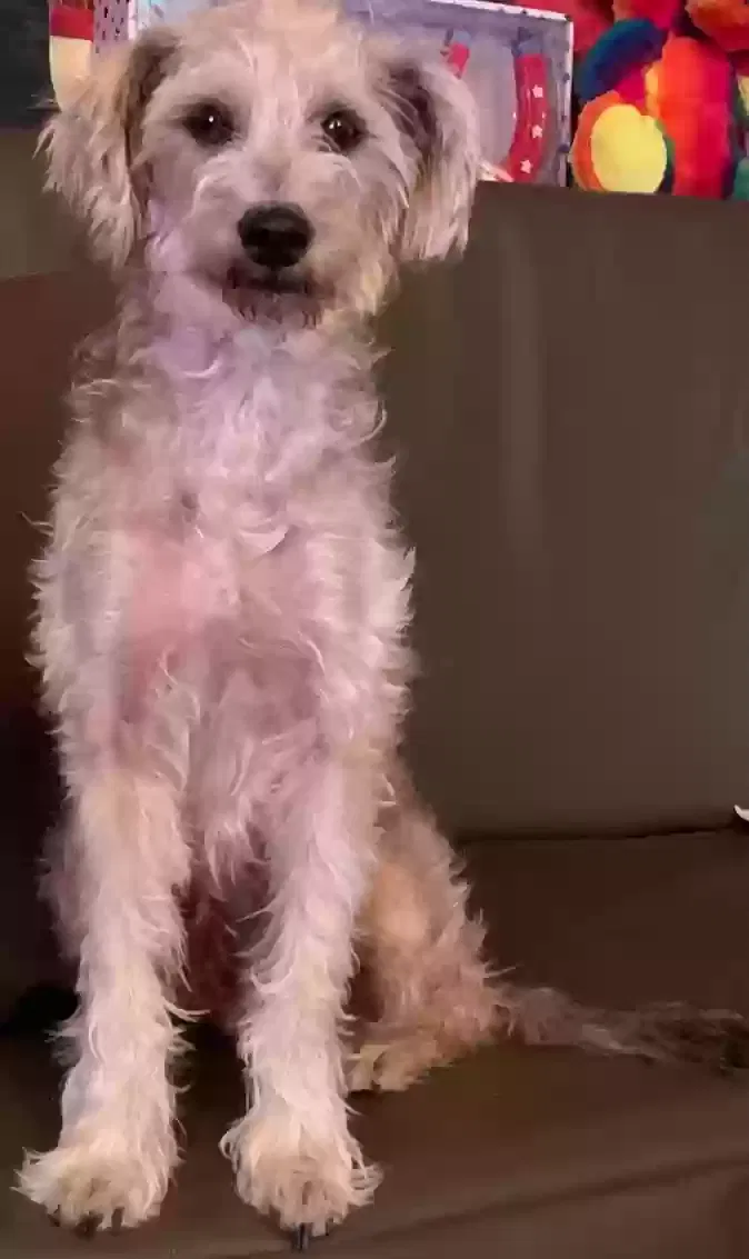Lost dog in Laredo, TX, 78041