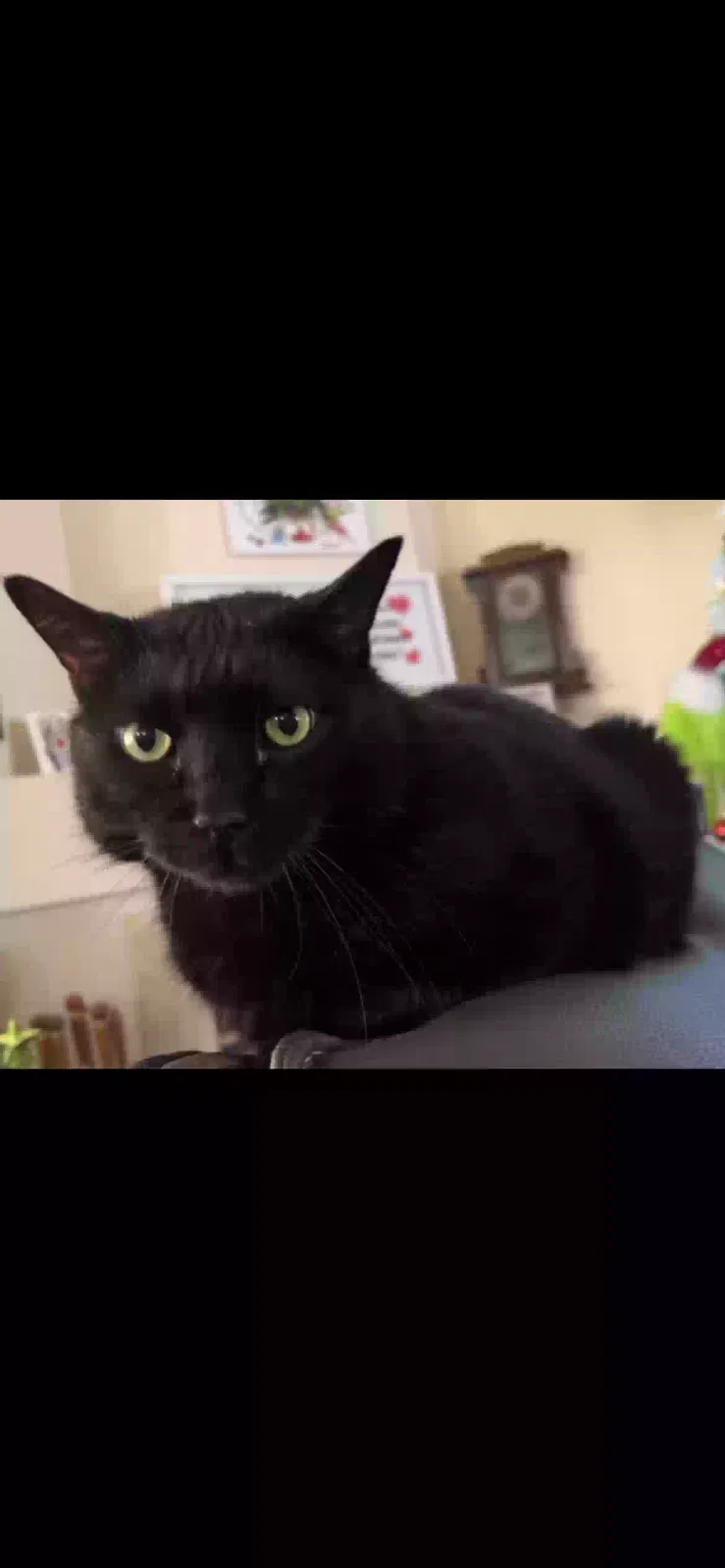 Lost cat in San Antonio, TX, 78254