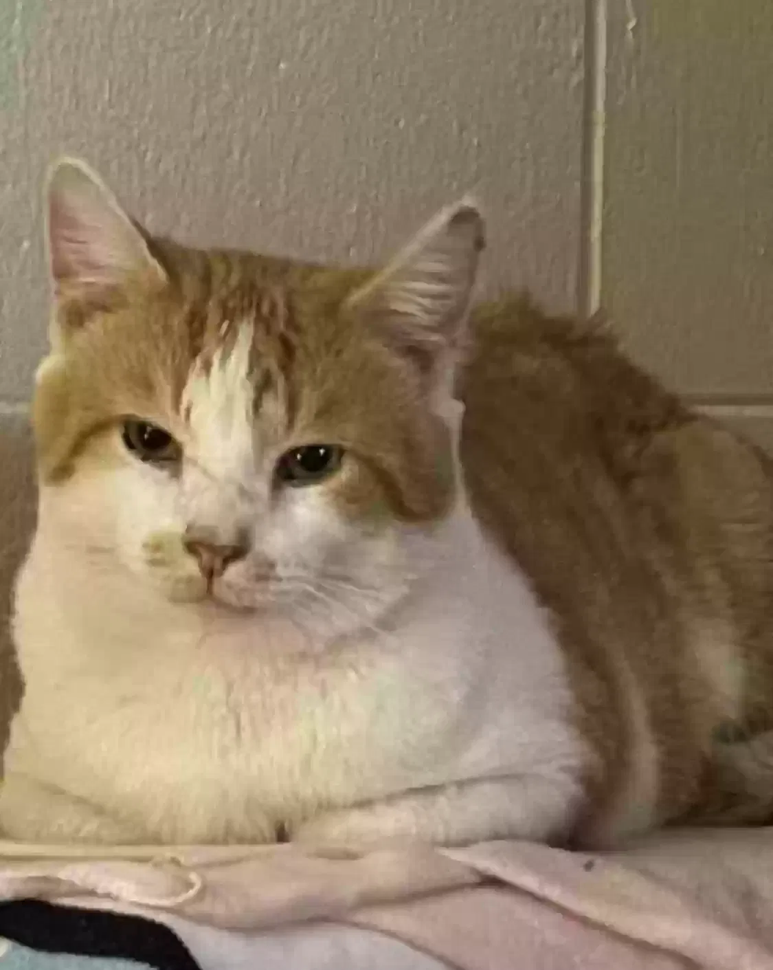 Lost cat in Saint Louis, MO, 63118