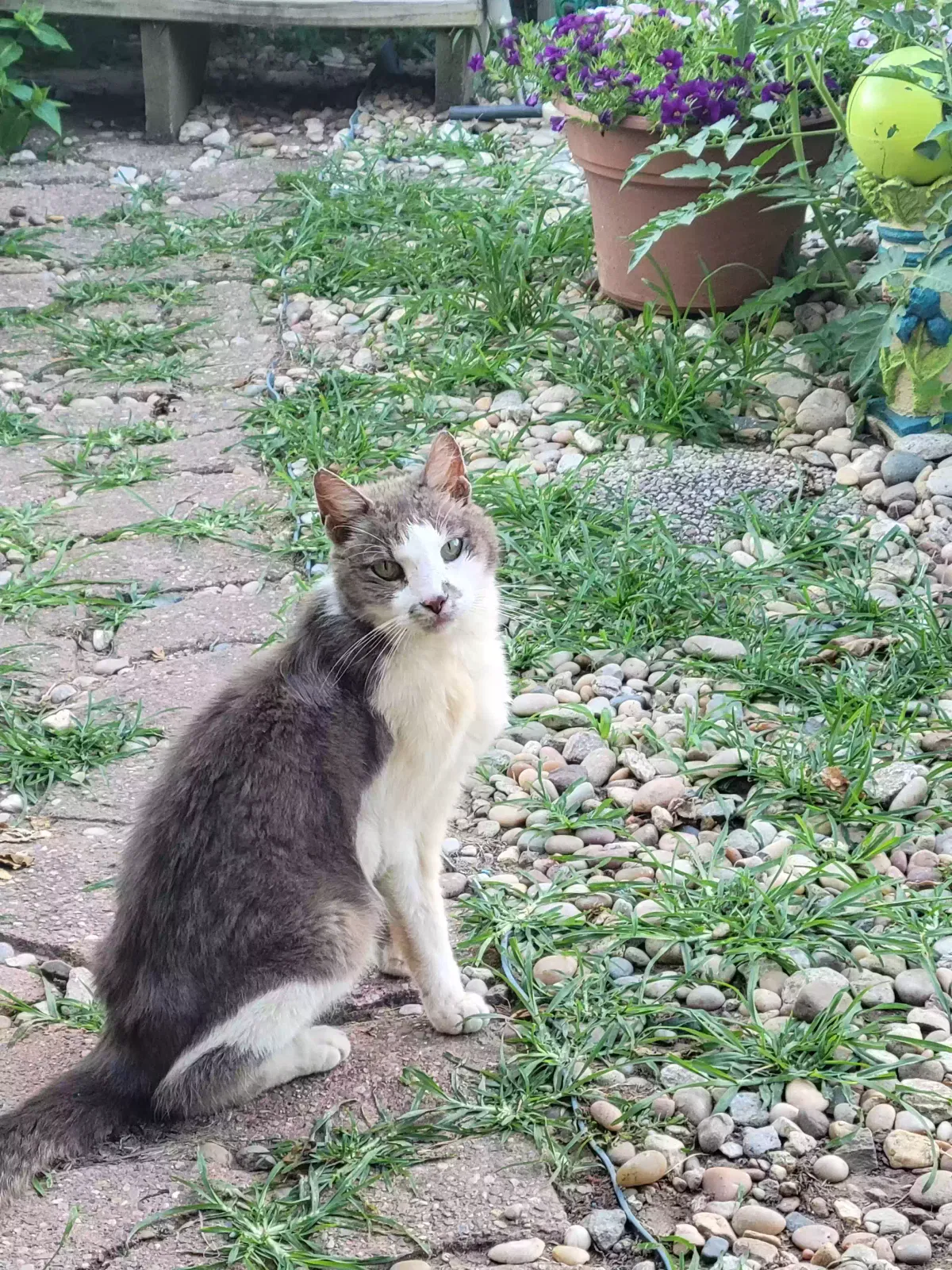 Lost cat in Louisville, KY, 40208