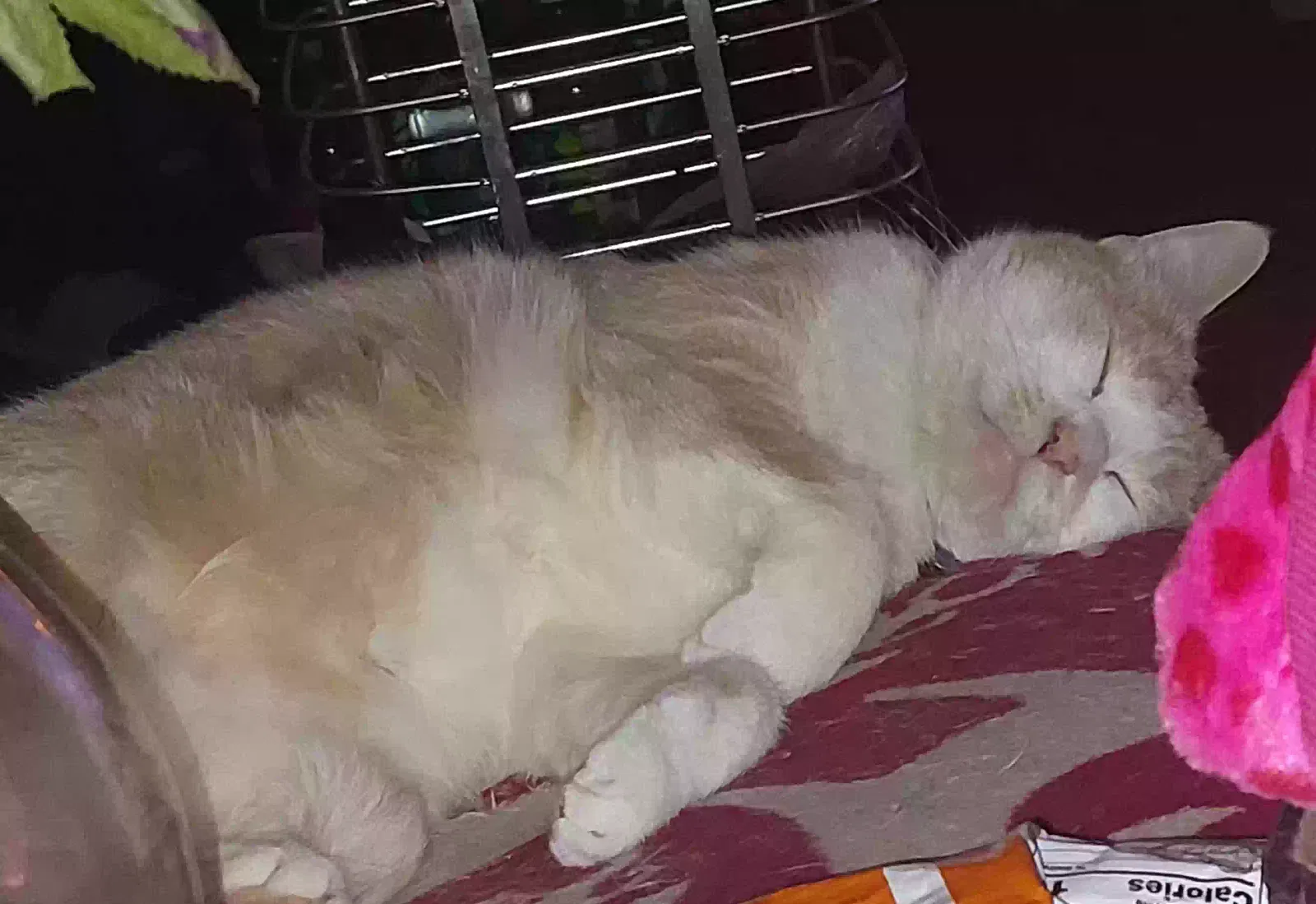 Lost cat in Long Beach, CA, 90813