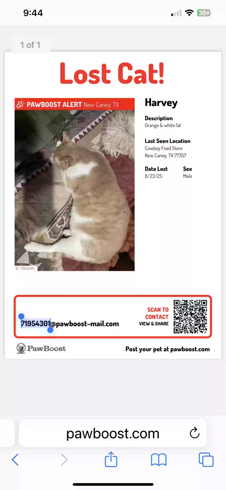 Lost cat in New Caney, TX, 77357