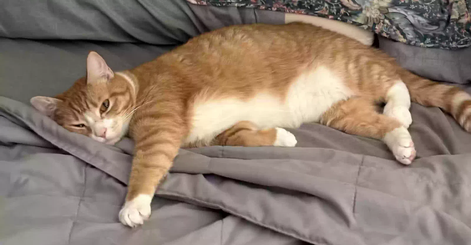 Lost cat in Birmingham, AL, 35235