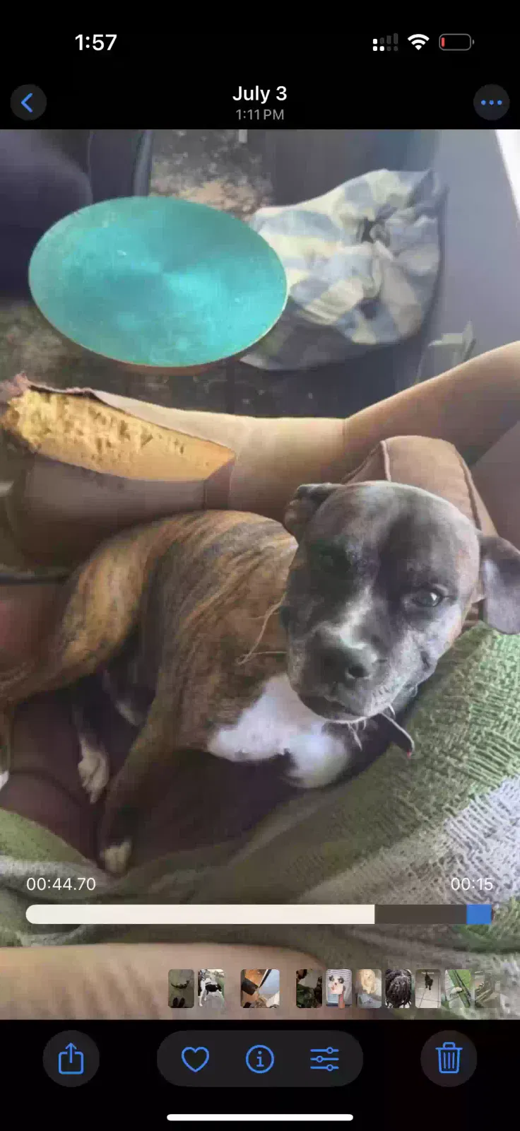 Lost dog in New Orleans, LA, 70128