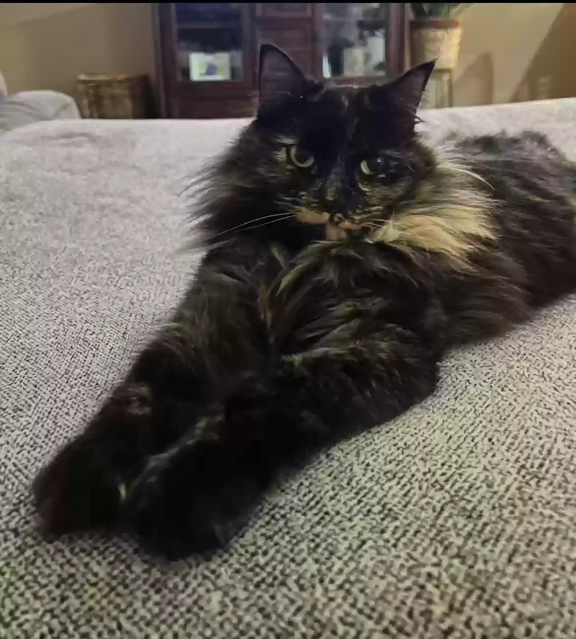Lost cat in Broken Arrow, OK, 74012