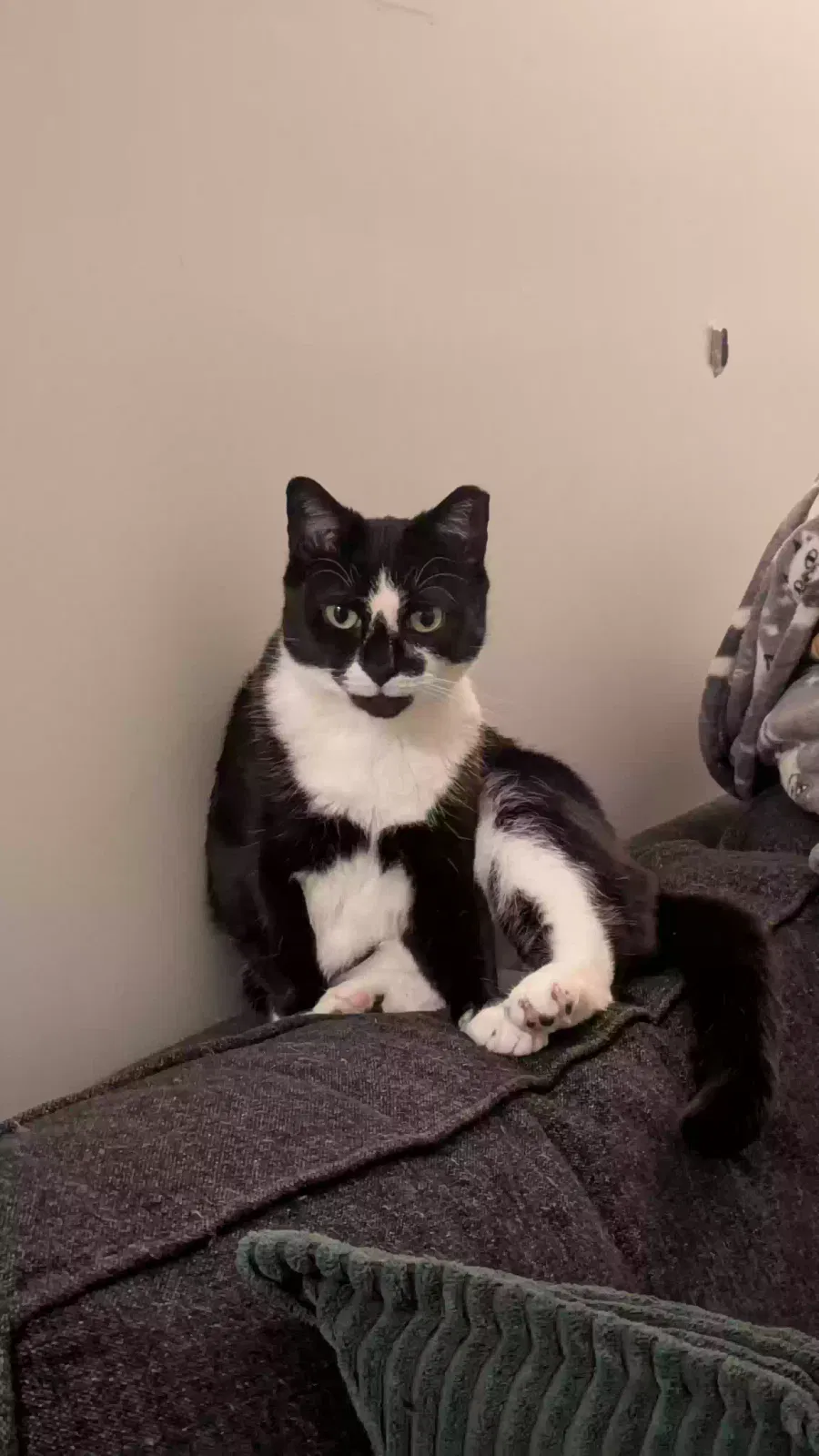Lost cat in Brooklyn, NY, 11213