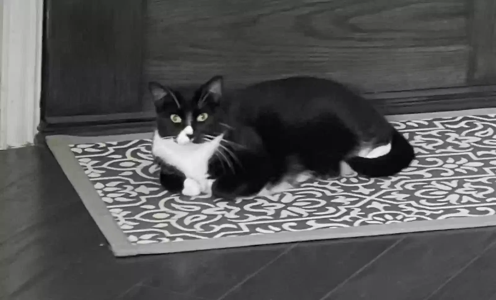 Lost cat in Roanoke, TX, 76262