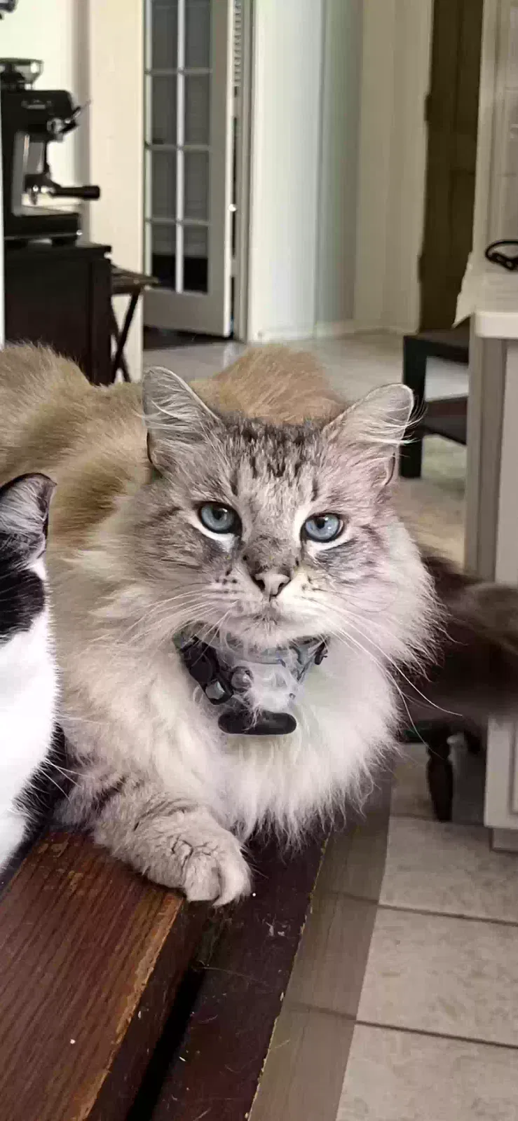 Lost cat in Euless, TX, 76040