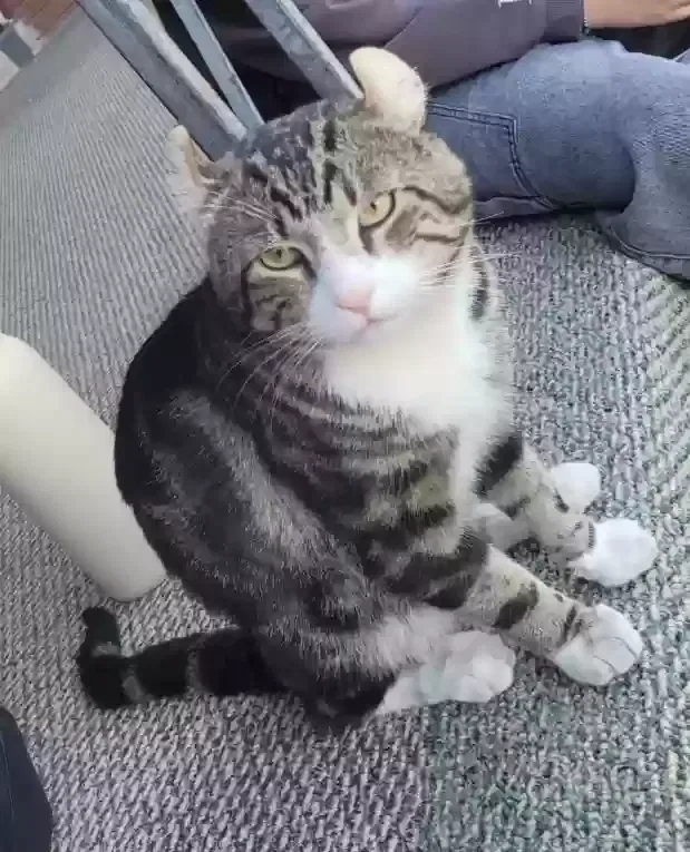 Lost cat in Salt Lake City, UT, 84117
