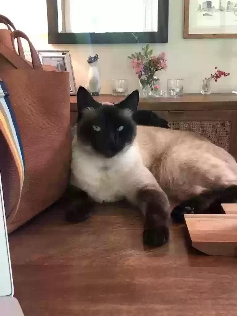 Lost cat in Walnut Creek, CA, 94595