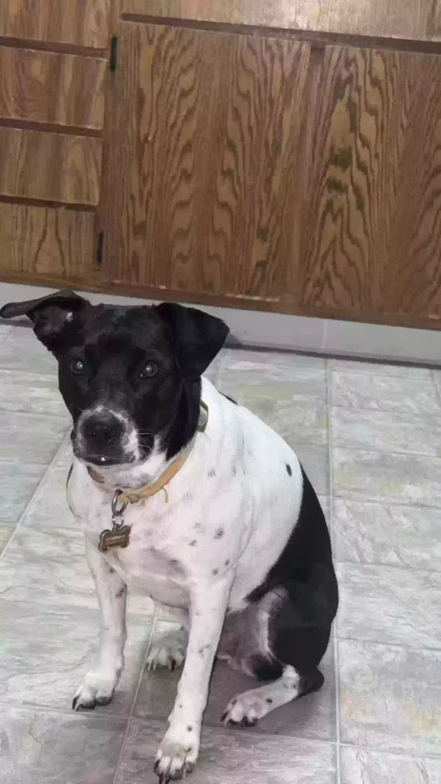 Lost dog in Tulare, CA, 93274