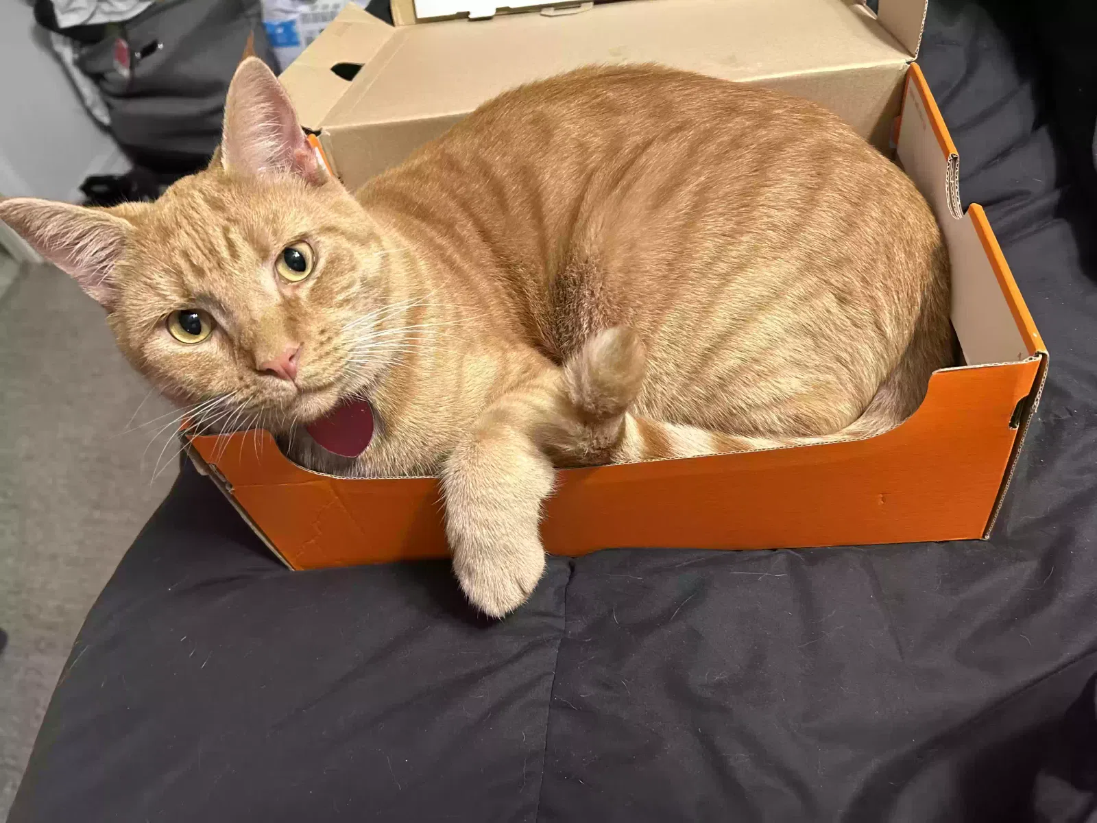 Lost cat in Lake City, FL, 32025