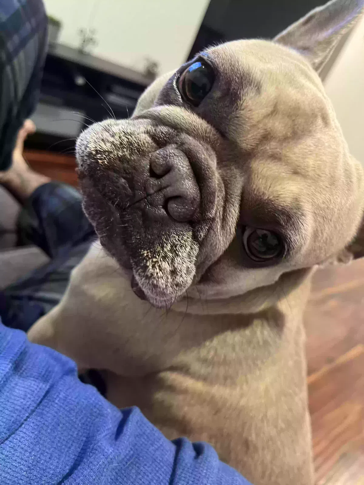 Lost dog in Wilmington, CA, 90744