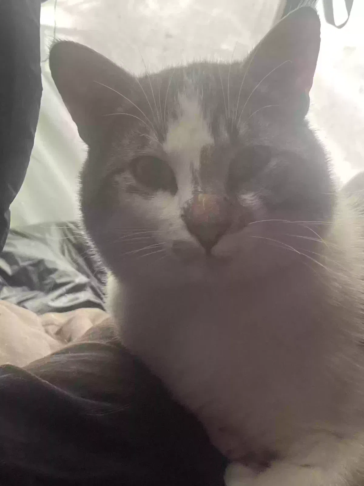 Lost cat in Bremerton, WA, 98311