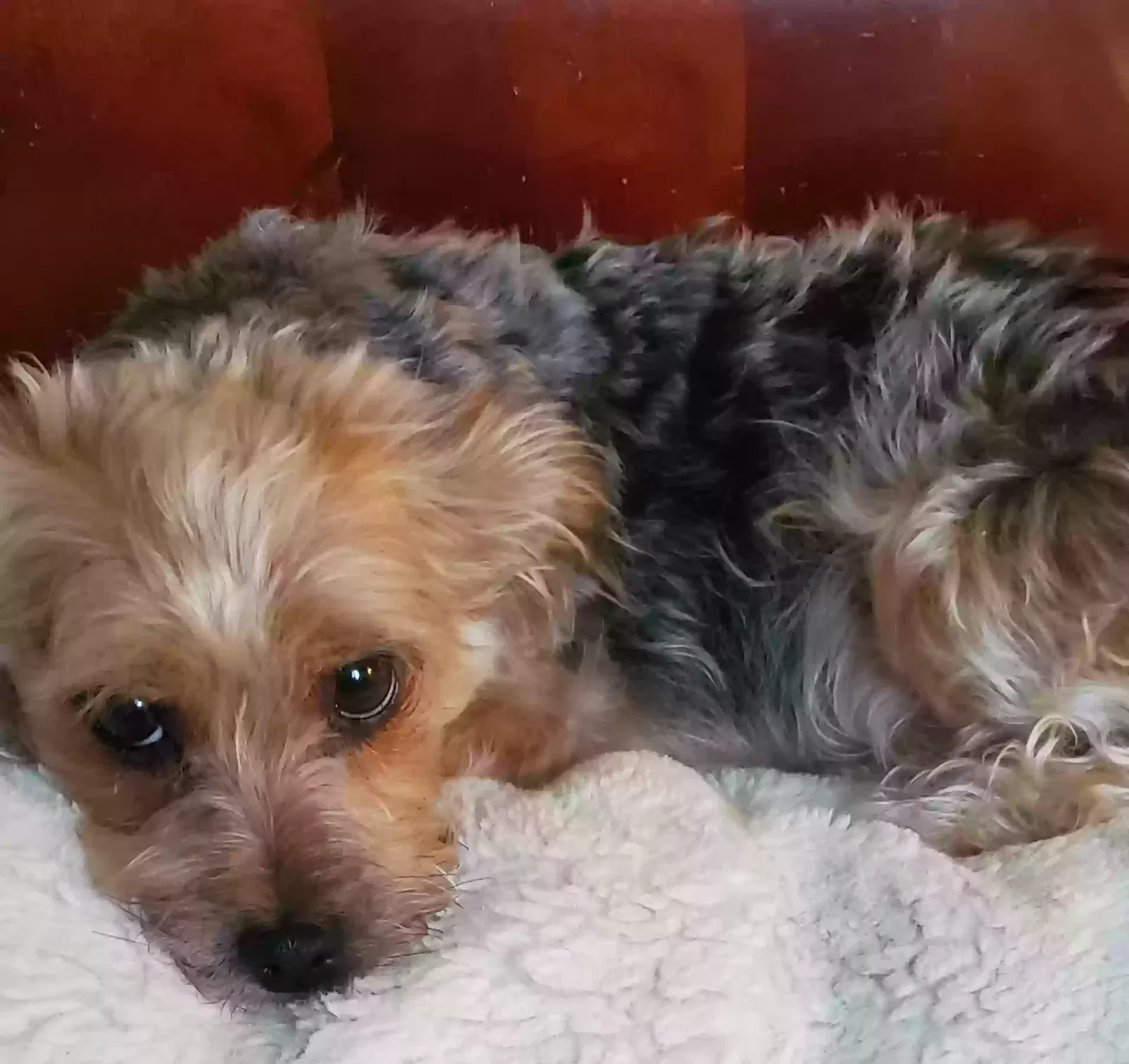 Lost dog in Tracy, CA, 95376