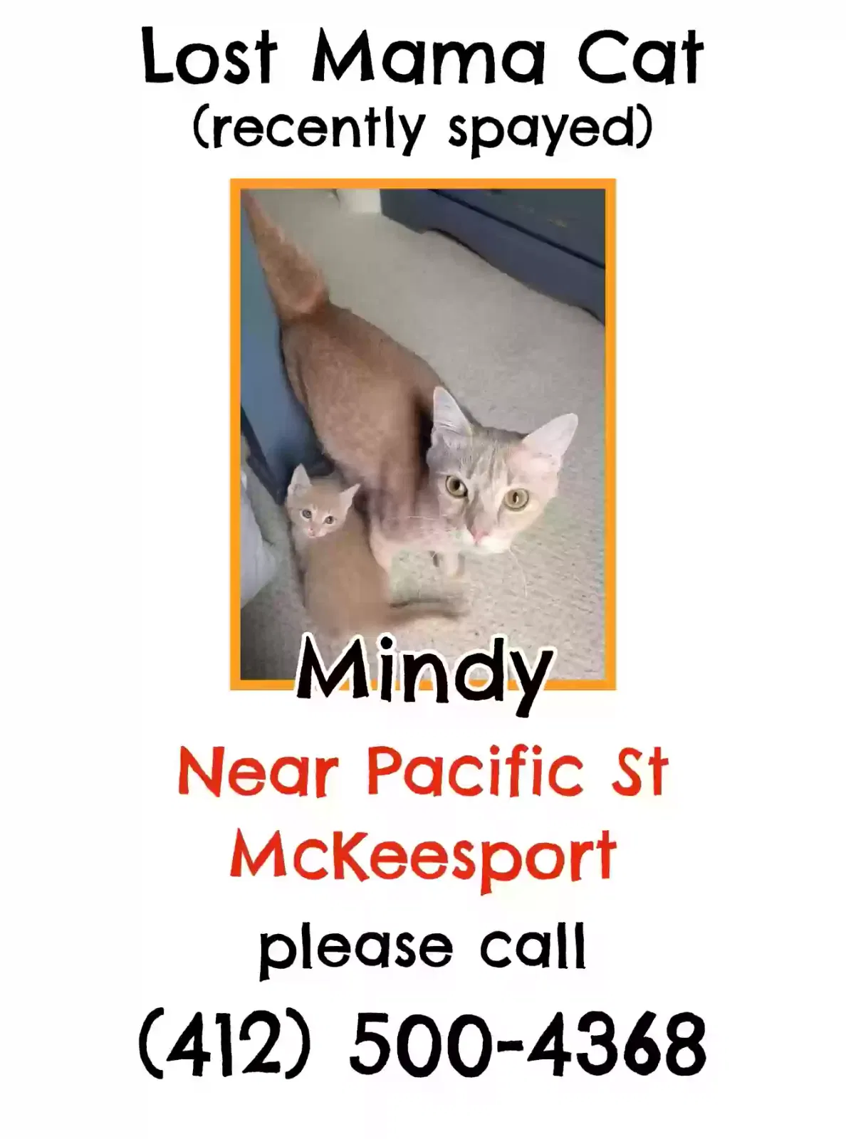 Lost cat in Mckeesport, PA, 15132