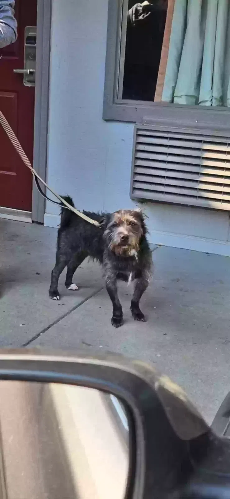 Lost dog in Boiling Springs, SC, 29316
