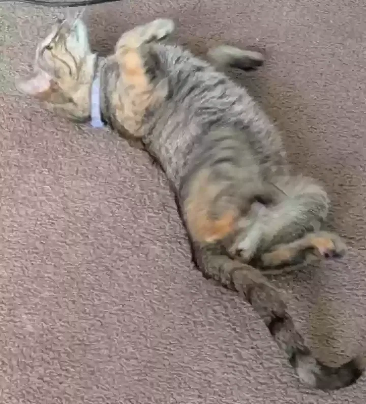 Lost cat in Greensboro, NC, 27410