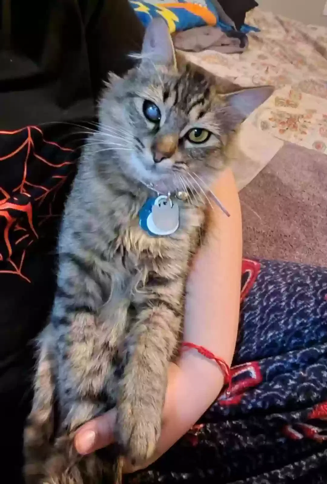 Lost cat in Tulsa, OK, 74115