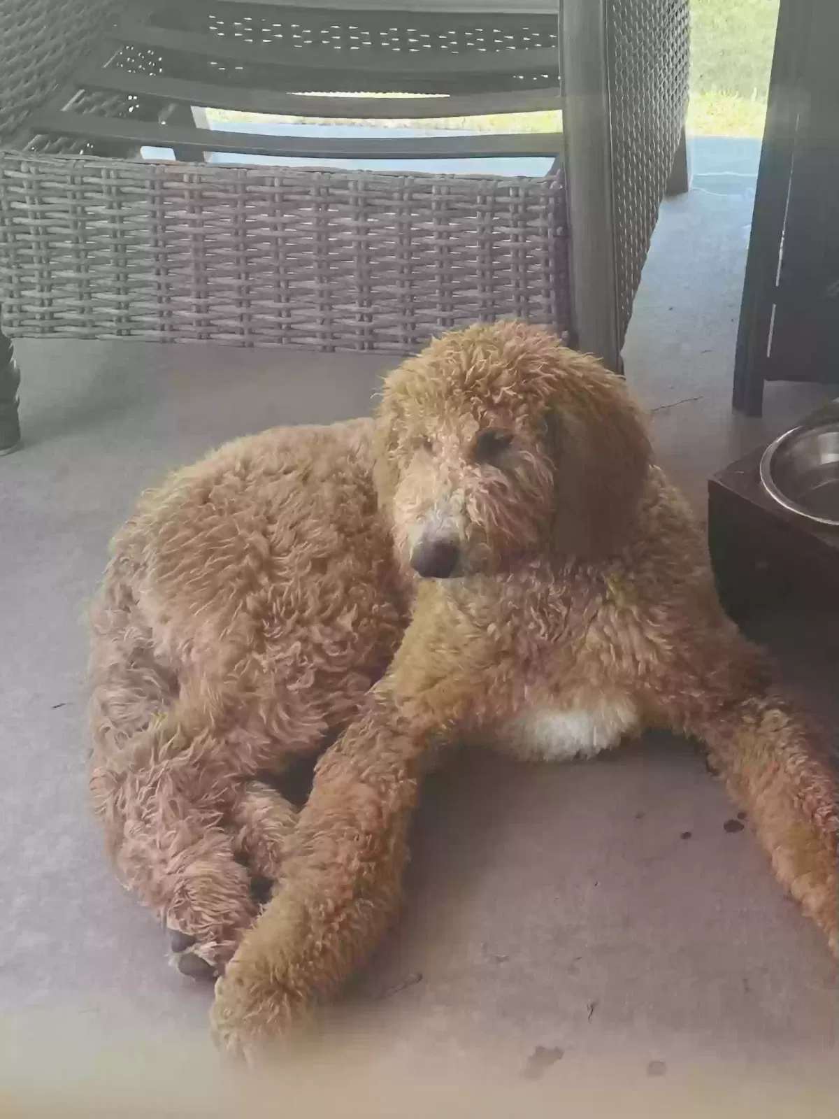 Lost dog in Tolleson, AZ, 85353