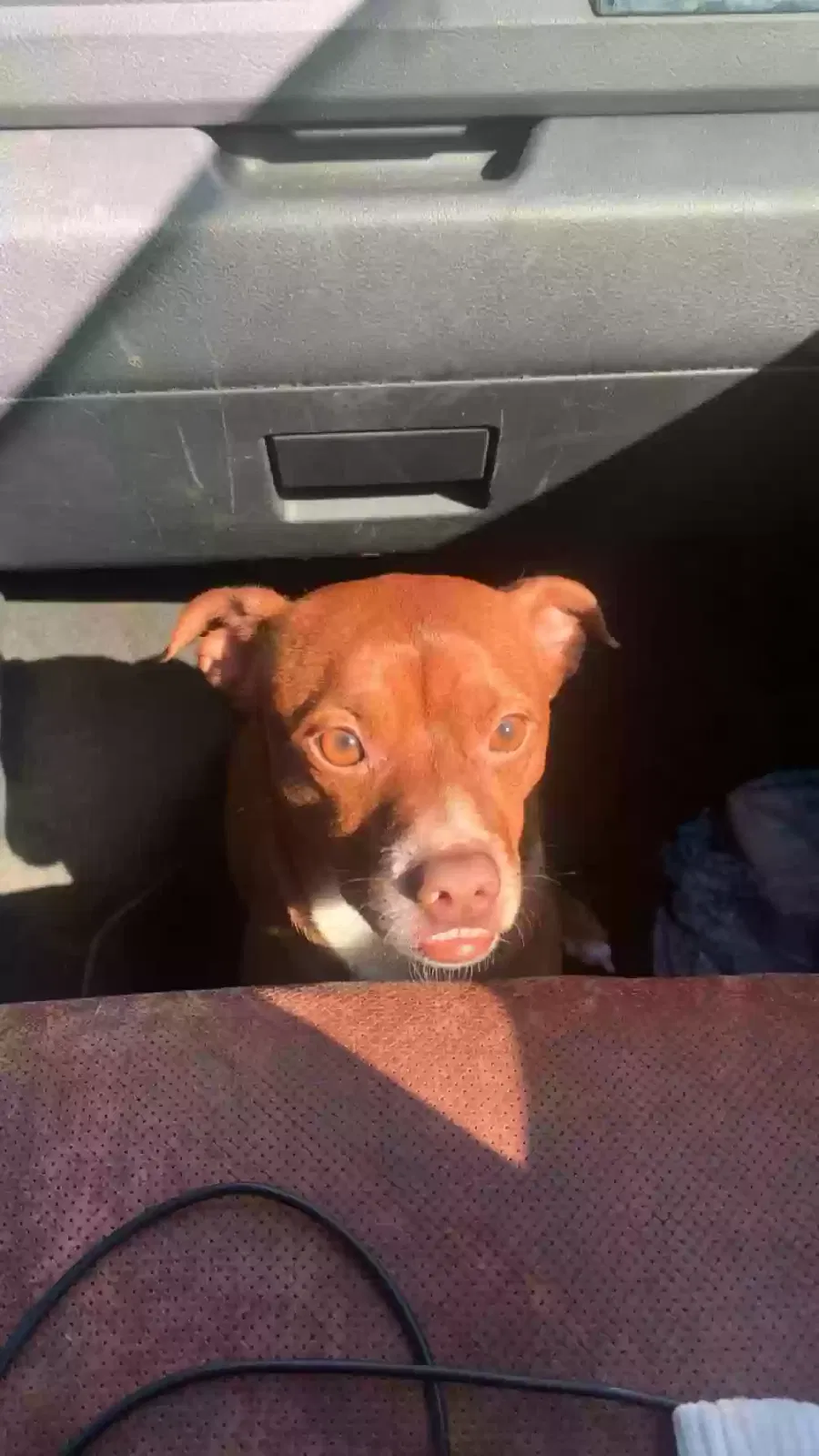 Lost dog in Edmond, OK, 73013