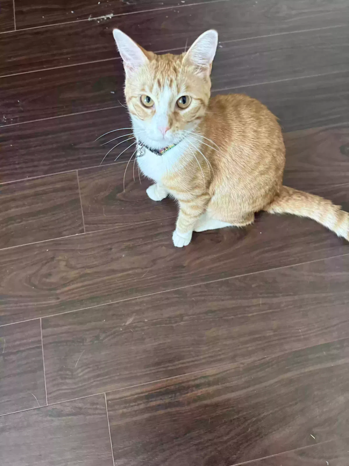 Lost cat in Houston, TX, 77084