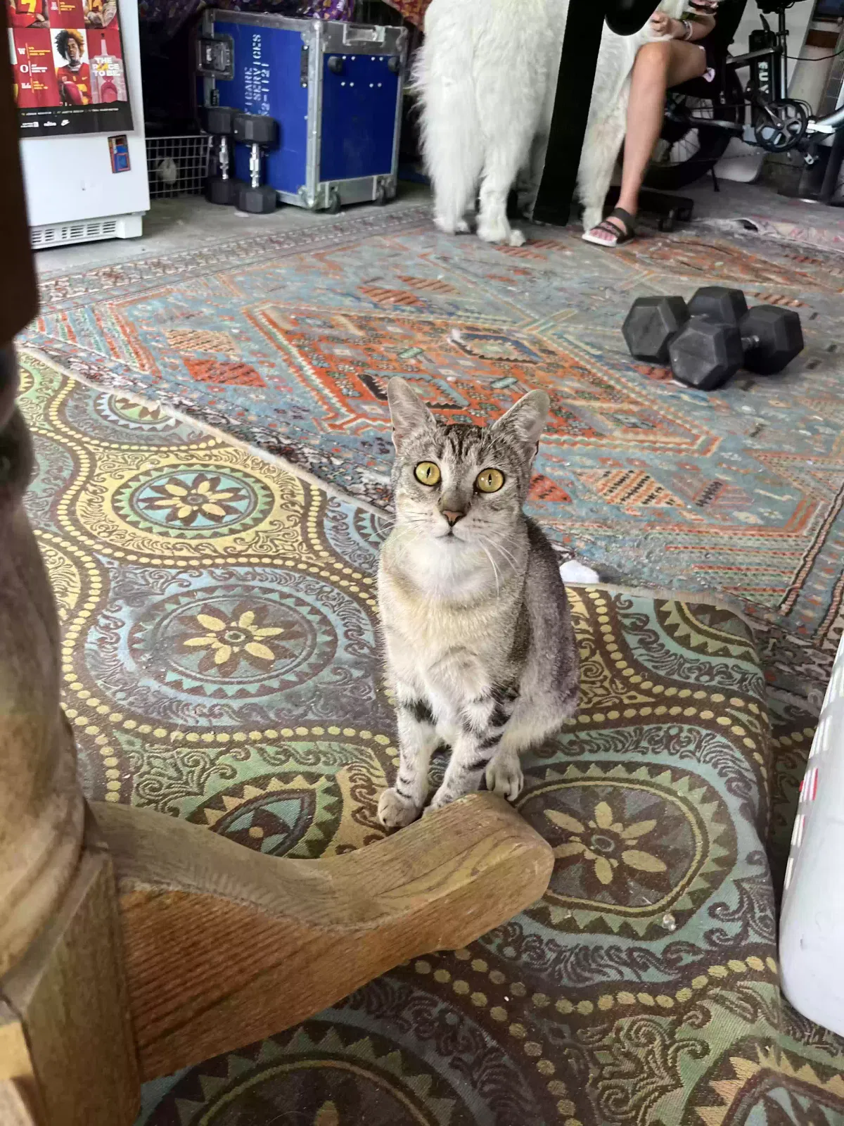 Lost cat in Green Valley Lake, CA, 92341