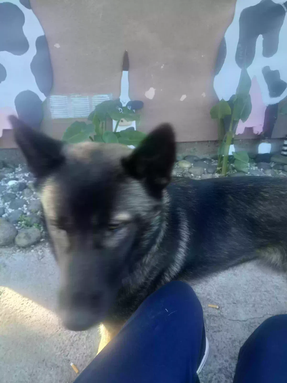Lost dog in Modesto, CA, 95358