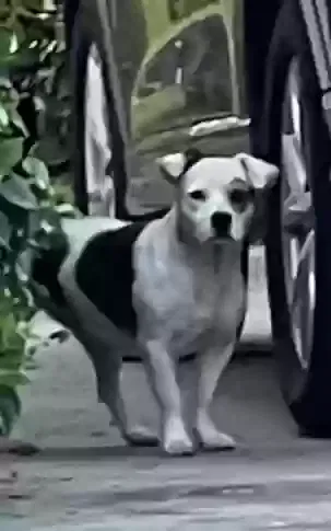 Found dog in Lakeland, FL, 33813