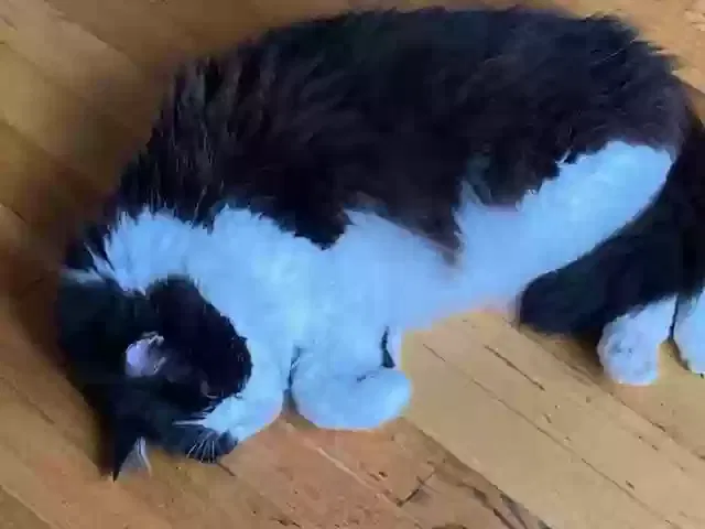 Lost cat in Waltham, MA, 2451