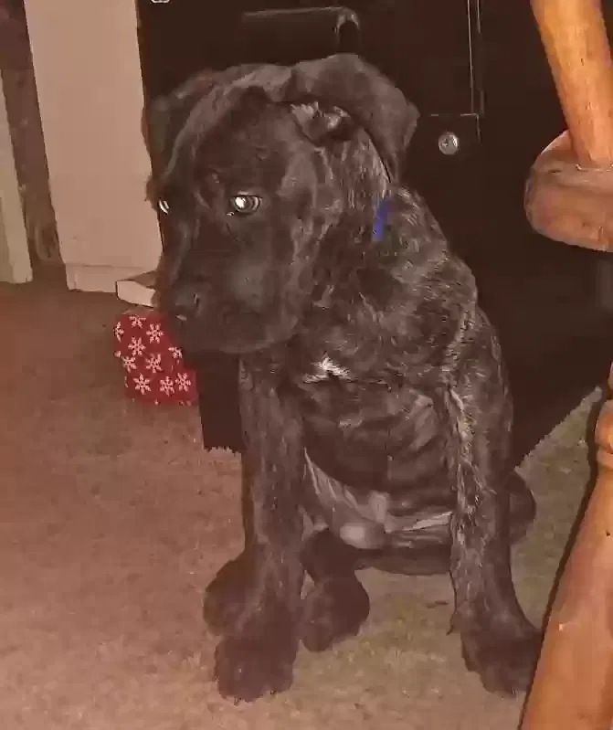 Found dog in Atlanta, GA, 30350